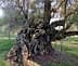 An ancient olive tree with a gnarled trunk and twisted branches in a grassy area. - Olive Oil Times
