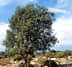 An olive tree with a dense canopy and green leaves against a clear sky. - Olive Oil Times
