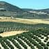 Expansive olive groves in Andalusia, featuring rows of olive trees on rolling hills. - Olive Oil Times