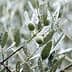 Close-up of an olive tree branch with green olives and raindrops on the leaves. - Olive Oil Times