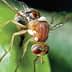 Close-up of an olive fruit fly perched on a green olive. - Olive Oil Times
