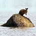 A kangaroo standing on a nest structure in the middle of a body of water. - Olive Oil Times