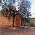 An olive tree growing beside a stone wall in a rural area. - Olive Oil Times