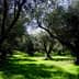 Olive trees in a grove with green grass under a clear sky. - Olive Oil Times