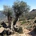 An old olive tree with a thick trunk and green leaves in a mountainous area of Andalusia. - Olive Oil Times