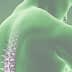 Illustration showing a human back with a highlighted spine in a green hue. - Olive Oil Times