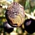 Olive fruit showing signs of anthracnose disease with a darkened and shriveled appearance. - Olive Oil Times