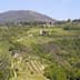 Aerial view of olive groves and rolling hills in a rural Italian landscape. - Olive Oil Times