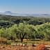 A scenic view of an olive grove in Messinia, featuring numerous olive trees and distant hills. - Olive Oil Times