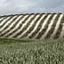 Terraced olive grove in Andalucia with rows of olive trees on a hillside. - Olive Oil Times