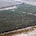 Aerial view of a large olive grove with neatly arranged trees in rows. - Olive Oil Times