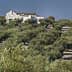 Olive trees arranged in rows with a white farmhouse in the background on a hillside. - Olive Oil Times
