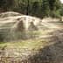 Irrigation system spraying water in an olive grove with trees in the background. - Olive Oil Times