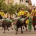 Group of riders in yellow attire guiding horses and oxen in a parade on a street. - Olive Oil Times