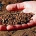 A hand holding a handful of olive pomace, a byproduct of olive oil production. - Olive Oil Times