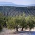 Olive trees arranged in rows on a hillside in an olive grove in Spain. - Olive Oil Times