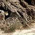 Close-up of an ancient olive tree showcasing its thick, gnarled roots and textured bark. - Olive Oil Times