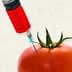 A syringe injecting red liquid into the skin of a ripe tomato with green leaves. - Olive Oil Times