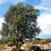 An olive tree with a dense canopy and green leaves against a clear sky. - Olive Oil Times