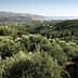 Expansive olive grove landscape in Kolymvari, Crete, with hills and distant sea view. - Olive Oil Times