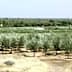 Expansive view of an olive tree plantation in Rajasthan with rows of trees. - Olive Oil Times