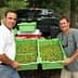 Two men standing beside a truck holding green bins filled with olives. - Olive Oil Times