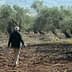 Individual walking among olive trees in a grove with a clear sky in the background. - Olive Oil Times
