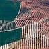 Aerial image showing a large olive grove with neatly arranged trees in rows. - Olive Oil Times