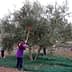 Children using poles to harvest olives from an olive tree while standing on a green net. - Olive Oil Times