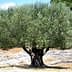 An olive tree with a thick canopy of green leaves and a sturdy trunk in a natural setting. - Olive Oil Times