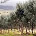 Row of olive trees in a grove located in Uruguay under a clear sky. - Olive Oil Times