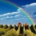 Olive trees in rows under a blue sky with a rainbow arching above. - Olive Oil Times