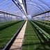 Interior view of a greenhouse featuring rows of grass on the ground and a clear roof. - Olive Oil Times