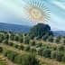 Olive trees arranged in rows on a hillside with an overlay of the Argentine flag. - Olive Oil Times