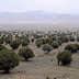 A landscape featuring numerous olive trees arranged in rows across a flat terrain. - Olive Oil Times
