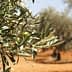 Close-up of an olive tree branch featuring green olives and leaves in a natural setting. - Olive Oil Times