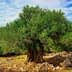 A large olive tree with a thick trunk and dense green foliage in a rocky area. - Olive Oil Times