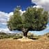 A large olive tree standing alone in a dry landscape with blue skies and clouds. - Olive Oil Times