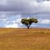 Single tree standing on a grassy hill under a cloudy sky. - Olive Oil Times