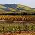 Rows of grapevines in a vineyard with rolling green hills in the background. - Olive Oil Times