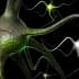 Digital illustration of neurons with various colors and shapes against a dark background. - Olive Oil Times