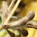 Close-up of soybean pods on a stem, showcasing their brown, fuzzy texture and shape. - Olive Oil Times