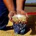 Hands of a person holding soybeans with a pile of soybeans in the background. - Olive Oil Times