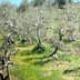 A grove of olive trees with twisted trunks and sparse foliage in a grassy area. - Olive Oil Times