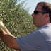 Man wearing sunglasses harvesting olives from an olive tree in a field. - Olive Oil Times