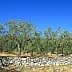 Olive trees growing in a field with a stone wall in the foreground under a clear blue sky. - Olive Oil Times
