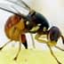 Close-up image of a fruit fly showing its body structure and wings. - Olive Oil Times