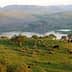 Expansive green hills with several cattle grazing in the foreground and a body of water in the background. - Olive Oil Times