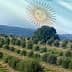 Olive trees in a grove with an overlay of the Argentine flag in the background. - Olive Oil Times