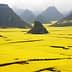 Vast yellow canola fields with mountains in the background in China. - Olive Oil Times